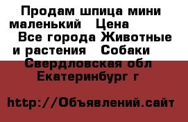 Продам шпица мини маленький › Цена ­ 15 000 - Все города Животные и растения » Собаки   . Свердловская обл.,Екатеринбург г.